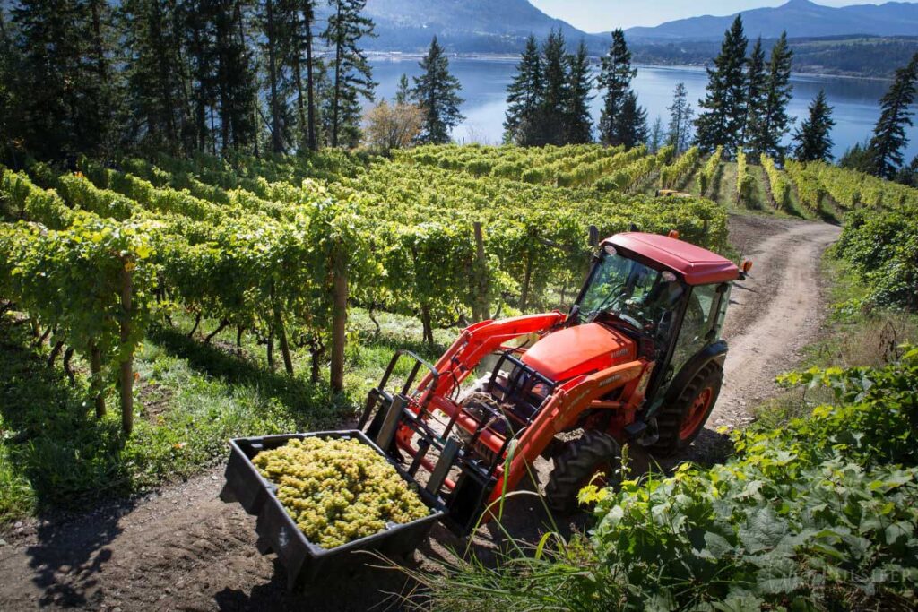 Sunnybrae, British Columbia - Picking grapes at Ashbey Vineyard for Jim Wright @ 7cents/pound or $28/bin. Two of us picked 5 bins in 6 1/2 hours. Honest work, minimum wage.
