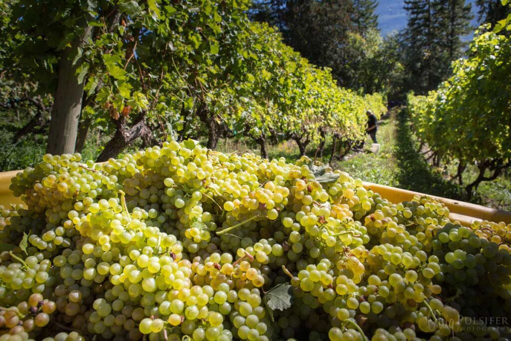 Sunnybrae, British Columbia - Picking grapes at Ashbey Vineyard for Jim Wright @ 7cents/pound or $28/bin. Two of us picked 5 bins in 6 1/2 hours. Honest work, minimum wage.