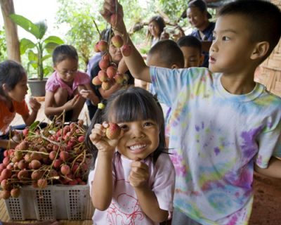 Ban San Faan kids pick lychee fruit at mountain farm